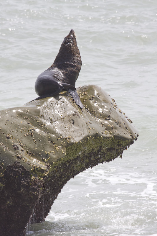 New Zealand Fur Sealion On Rock